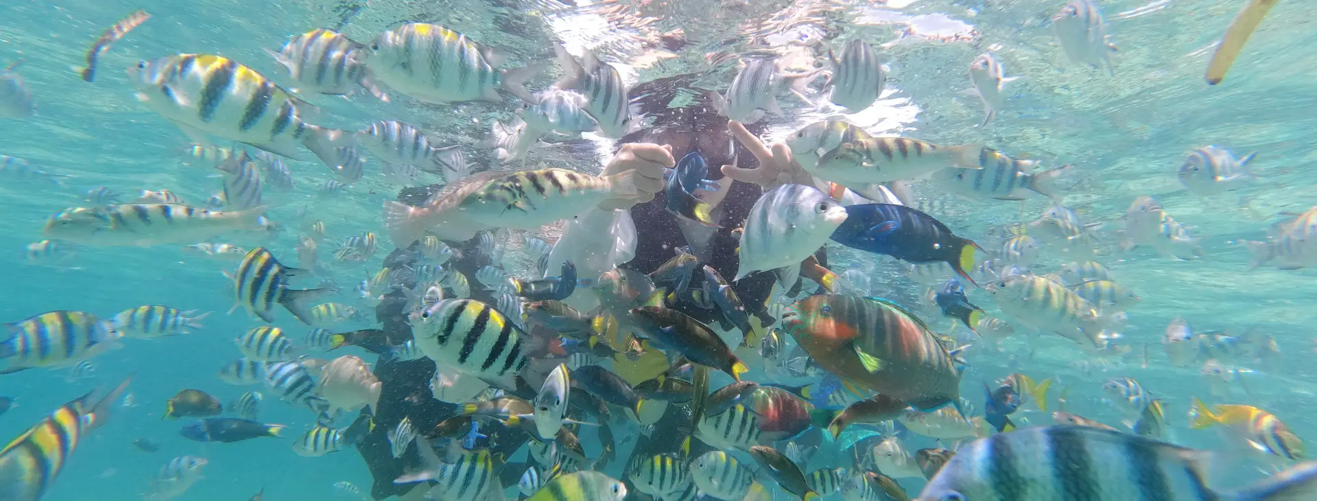 Tourists snorkeling with tropical fish, included in Cebu Hopping Massage Crab Package