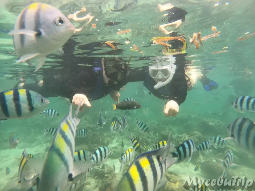 Snorkeling with tropical fish during Nalusuan Island Hopping Tour
