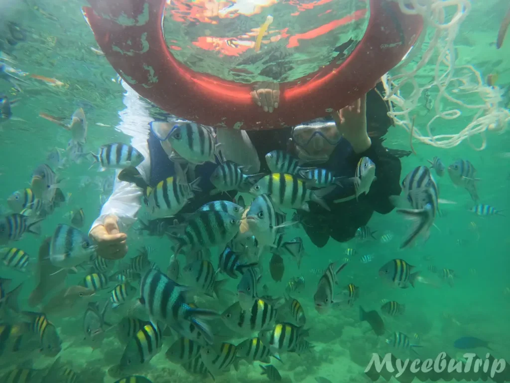 Snorkeling with tropical fish during Nalusuan Island Hopping Tour