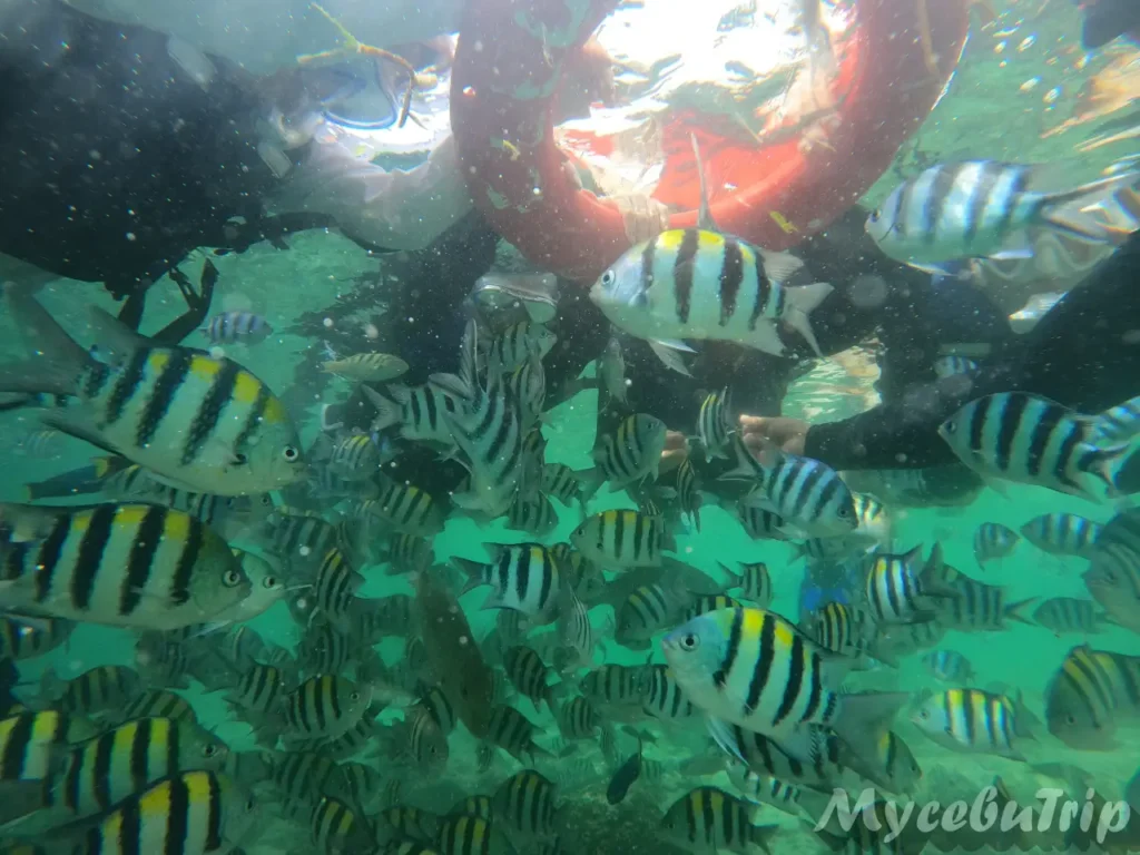 Snorkeling with tropical fish during Nalusuan Island Hopping Tour