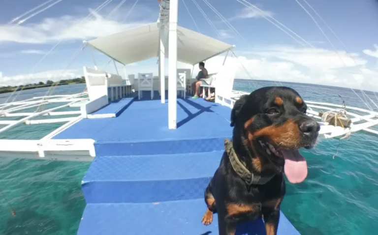 A Rottweiler sitting on the prow of a Cebu island hopping Bangka boat against a blue sky and clear ocean