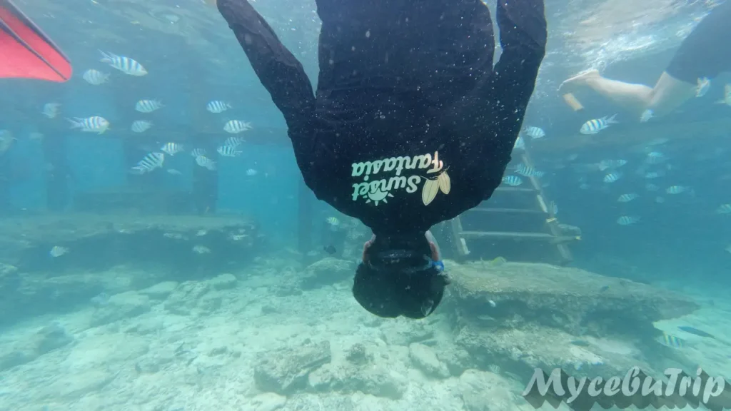Back view of a man snorkeling in the ocean