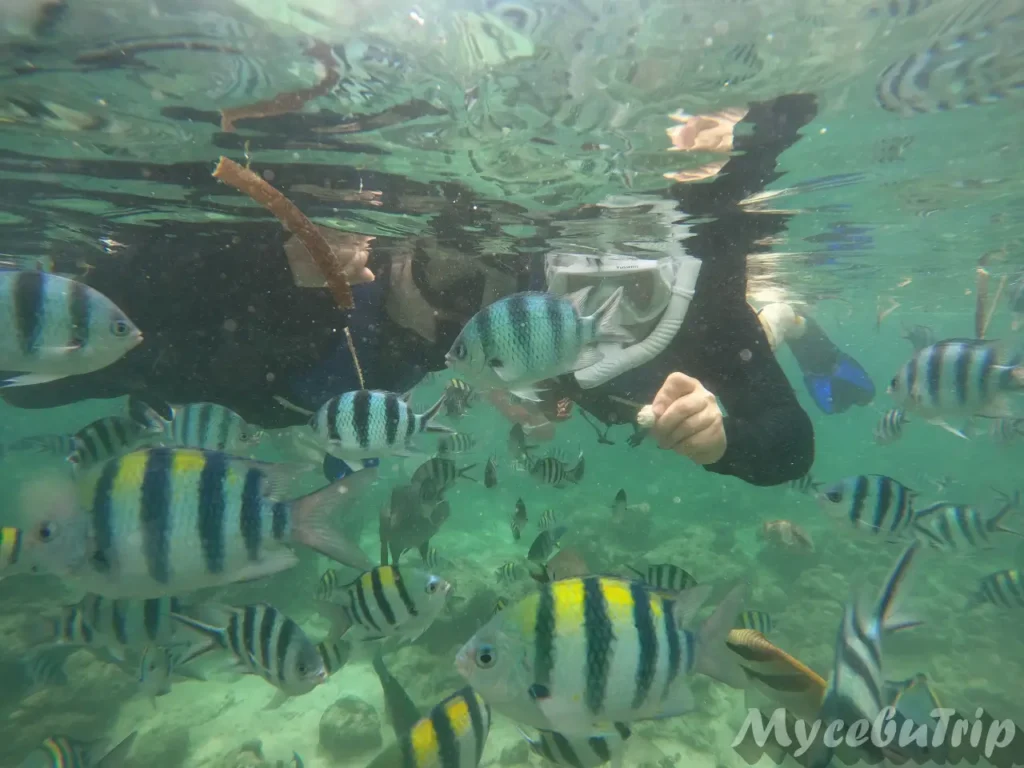 Snorkeling with tropical fish during Nalusuan Island Hopping Tour