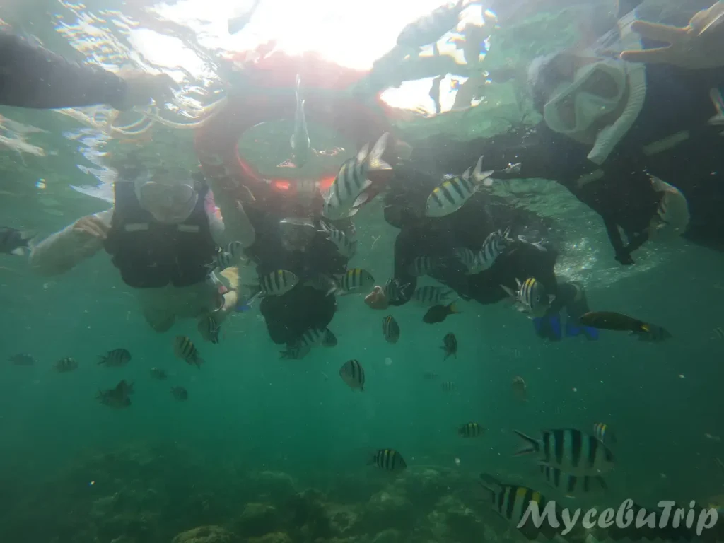 Snorkeling with tropical fish during Nalusuan Island Hopping Tour