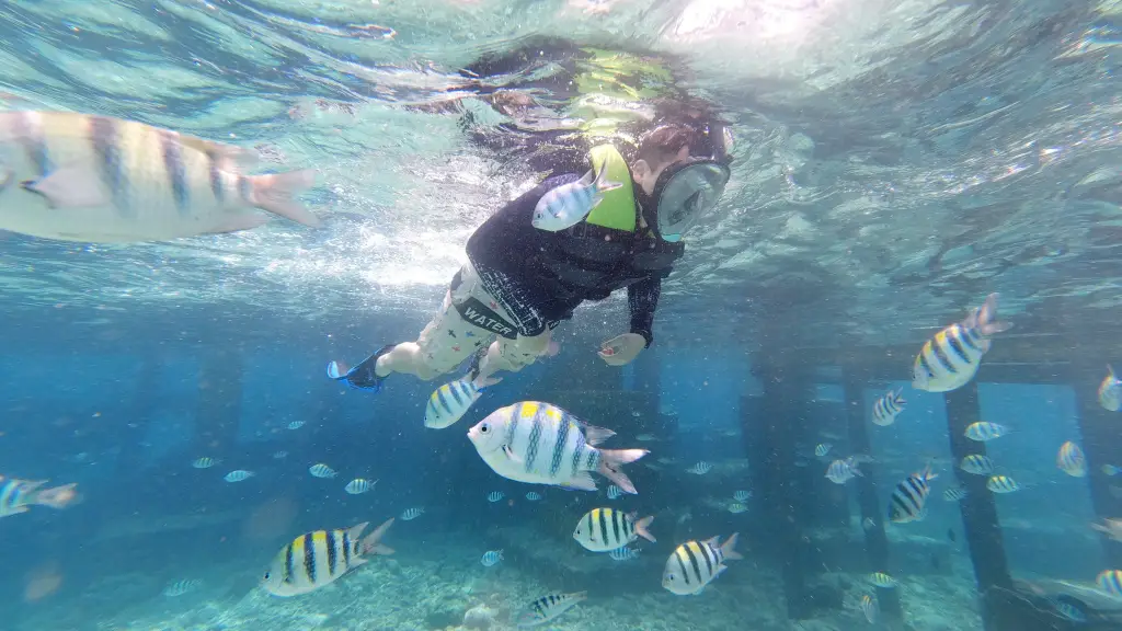 ourist snorkeling surrounded by tropical fish in crystal clear water