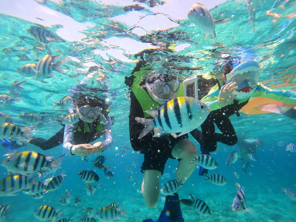 ourist snorkeling surrounded by tropical fish in crystal clear water