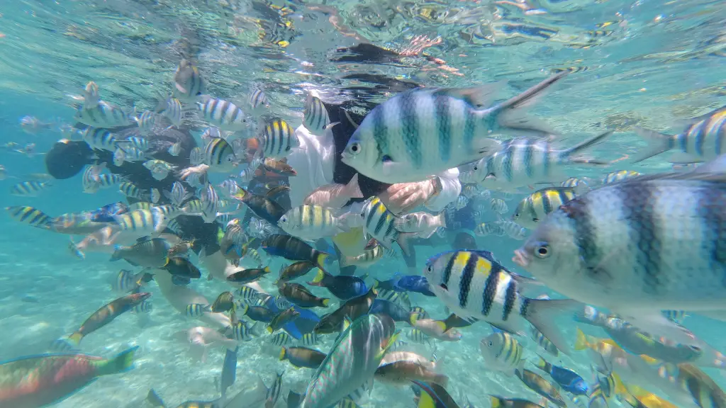 School of striped tropical fish underwater in Cebu
