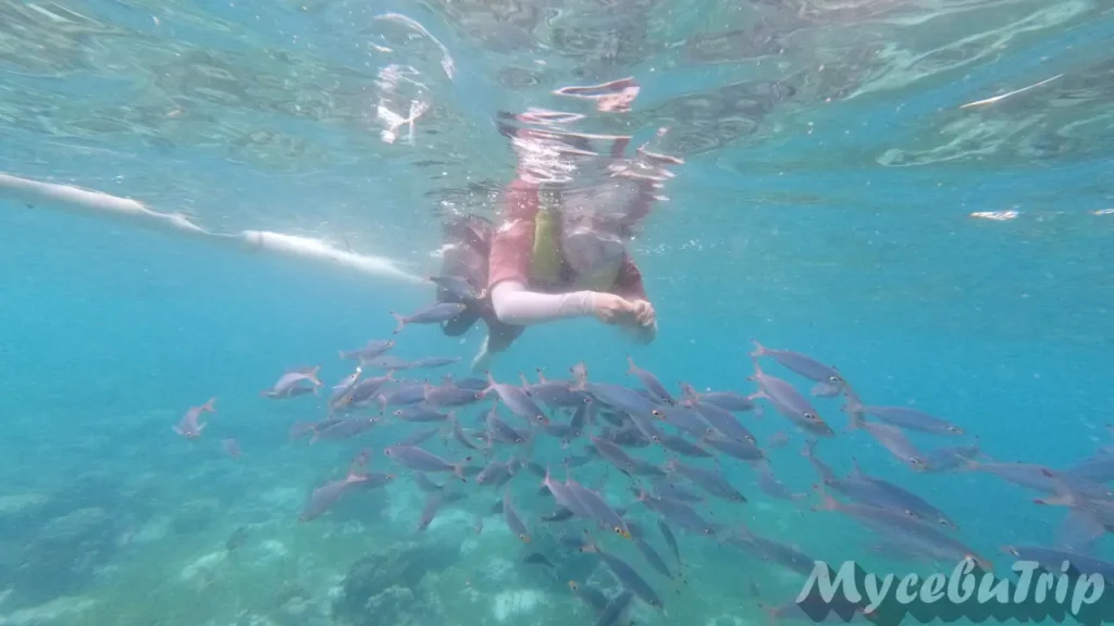 A snorkeler feeding fish, surrounded by a swarm of fish in the crystal clear water of Hilutungan.