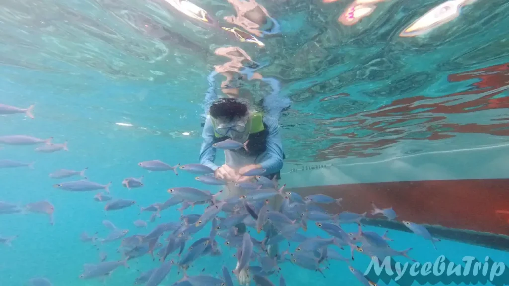 Snorkeler surrounded by a massive school of fish while feeding them at Hilutungan Marine Sanctuary.
