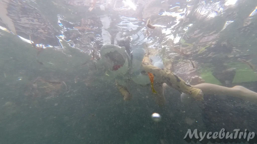 Underwater view of murky water with floating debris at Nalusuan Marine Sanctuary due to bad weather.