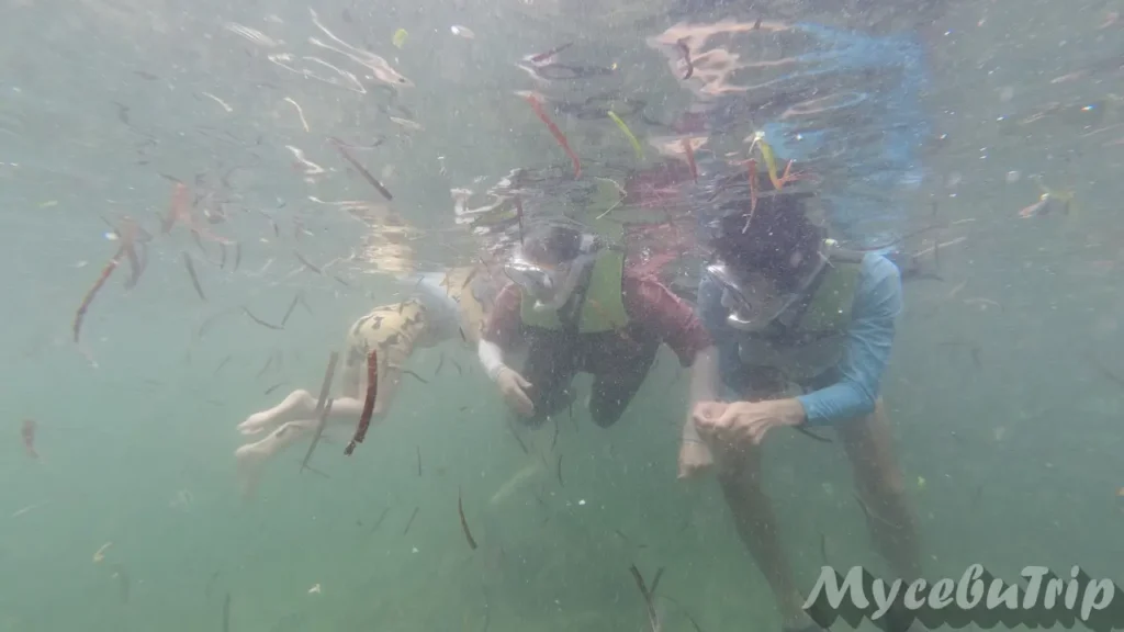 Family snorkeling together in cloudy water with low visibility at Nalusuan Island.
