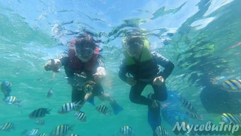 Snorkeling and fish feeding experience at Nalusuan