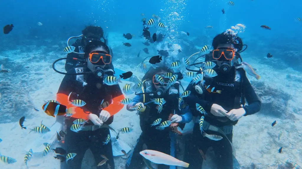 Close-up shot of happy divers interacting with colorful fish in clear Cebu water