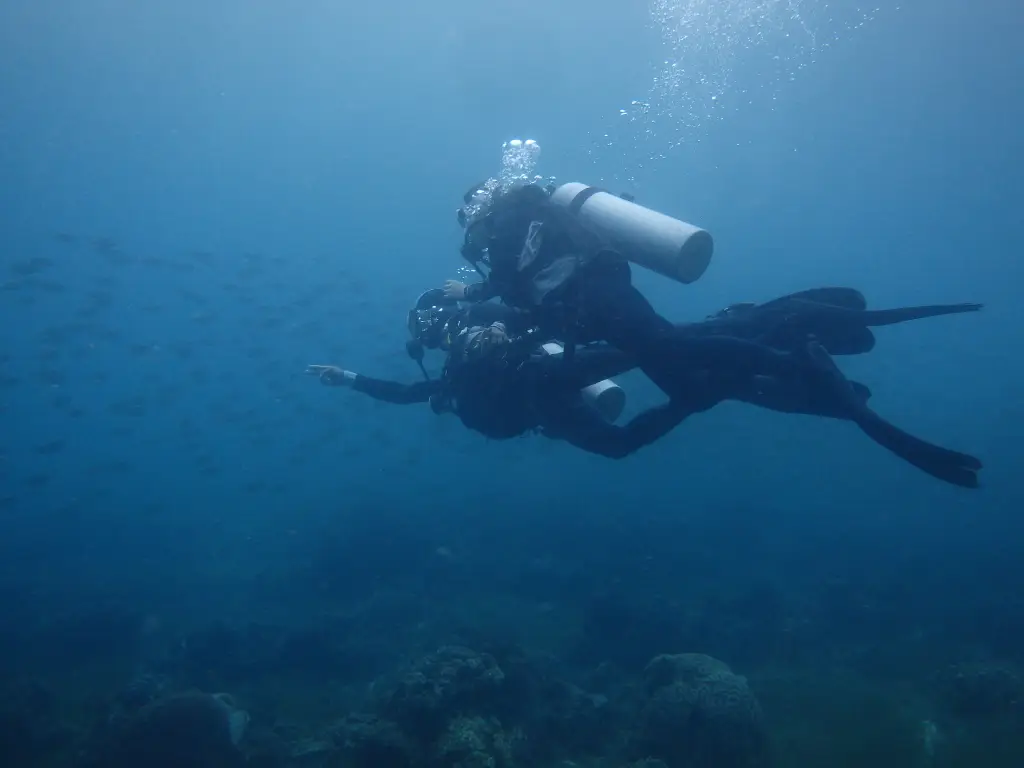 Instructor pointing out marine life to a beginner diver in the deep blue sea