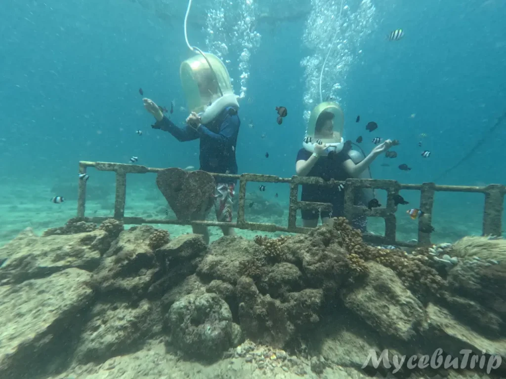 Tourists feeding tropical fish near the CEBU sign during sea walking