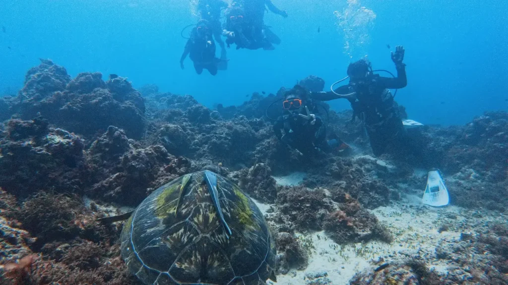 A large sea turtle resting on the coral reef during a discovery scuba diving session in Mactan, Cebu.