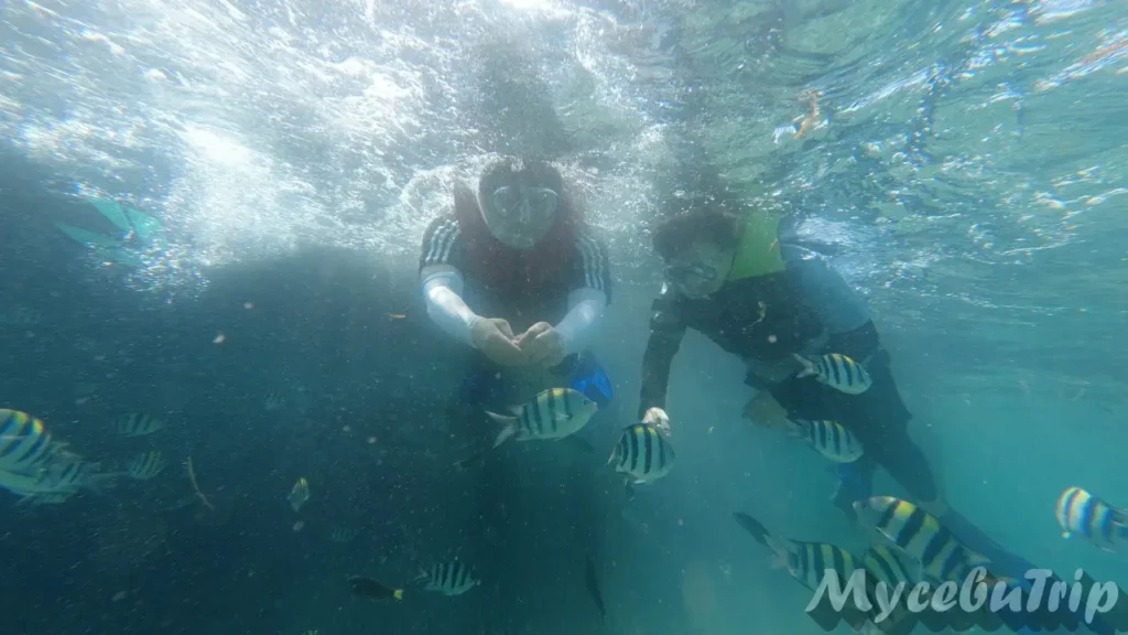 Snorkeling with schools of striped tropical fish at Nalusuan