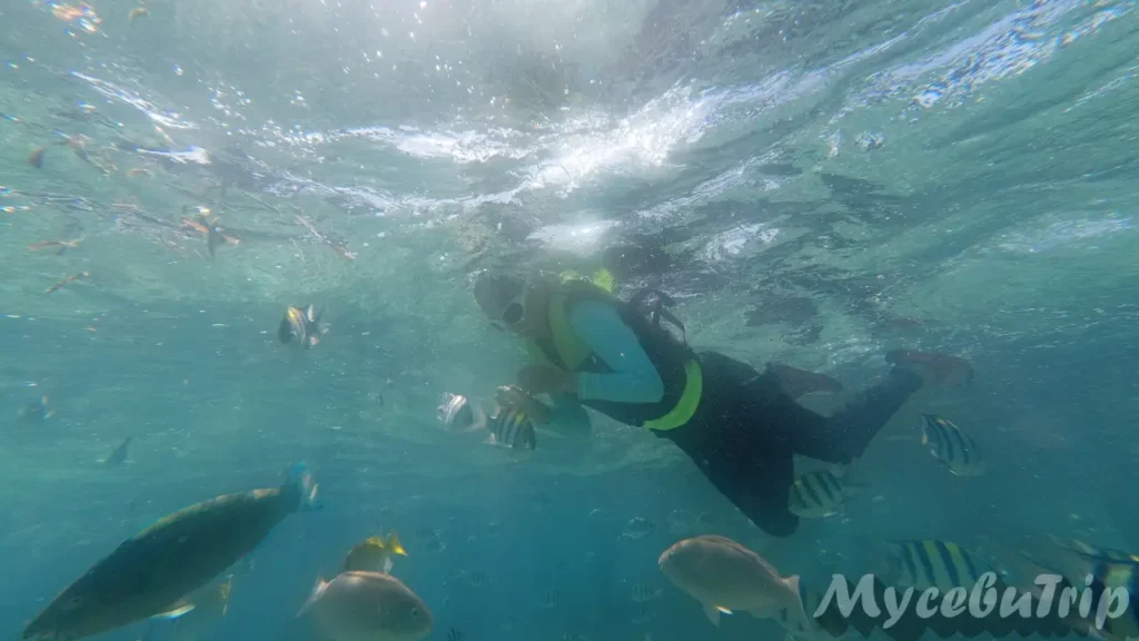 Underwater view of diverse tropical fish at Nalusuan