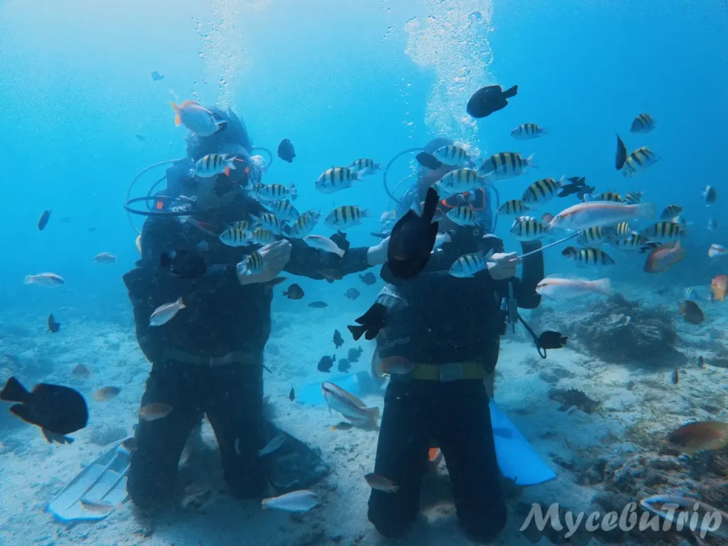 Fish feeding experience during introductory diving